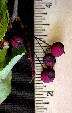 fruit